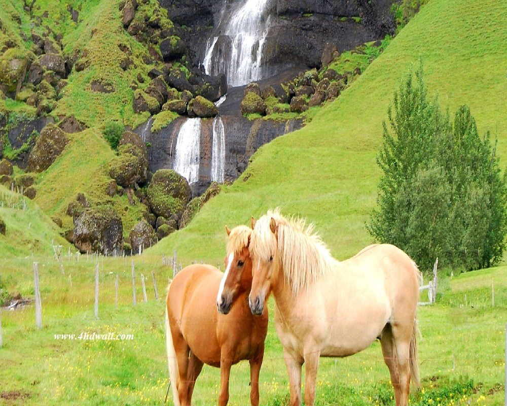 Beautiful horses Wallpaper