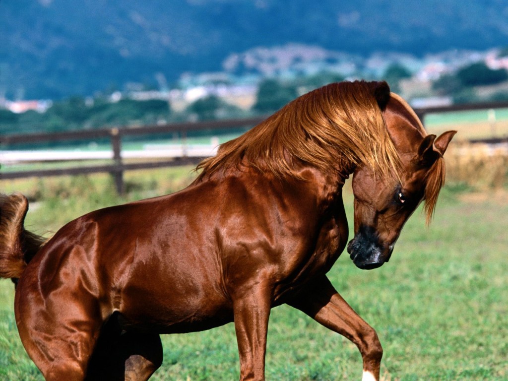 Brown Horse