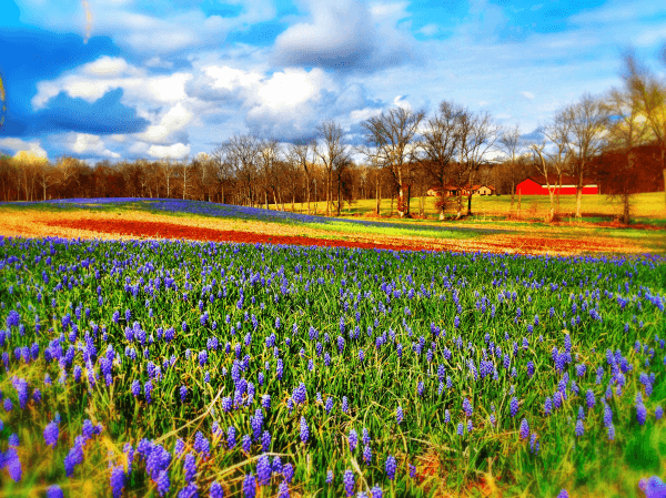 Carroll County Spring picture