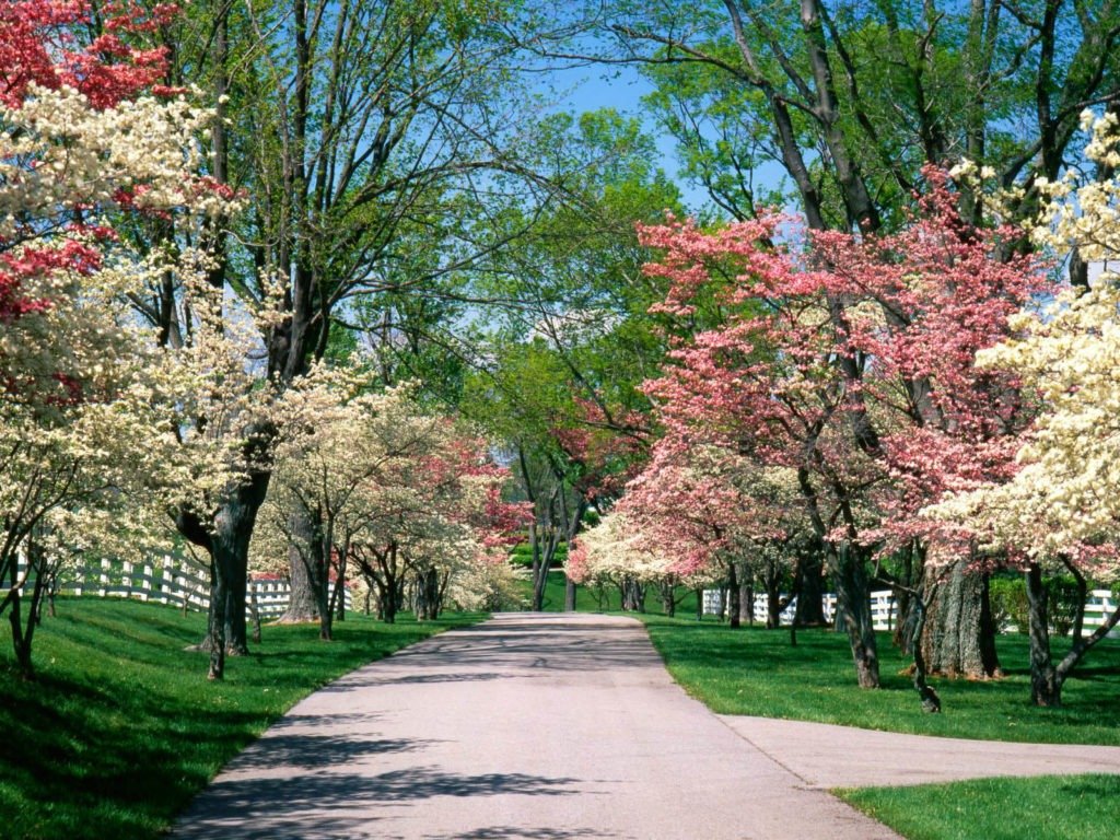 35 Vibrant Spring Pictures and Wallpapers to Invigorate Your Space