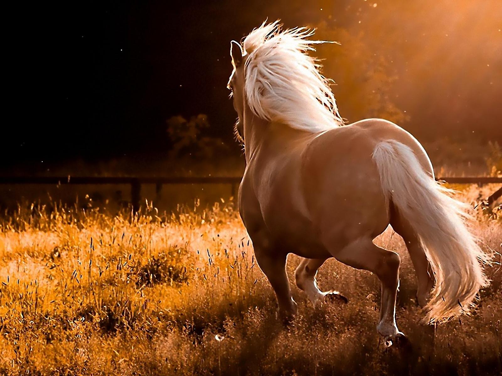 beautiful brown horses