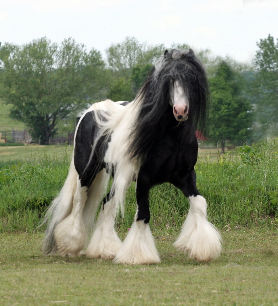 beautiful fur horse