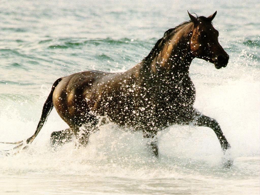 black horse splashing