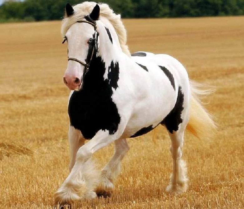 black white Classy Horse