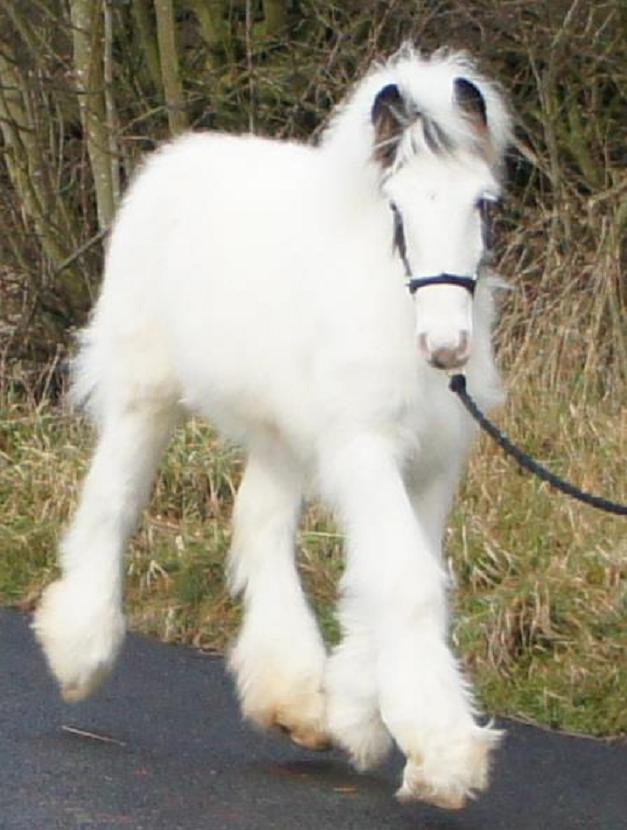 fluffy white horse pictures