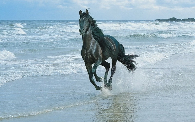 black horse in sea