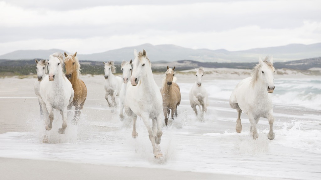 horses on beach