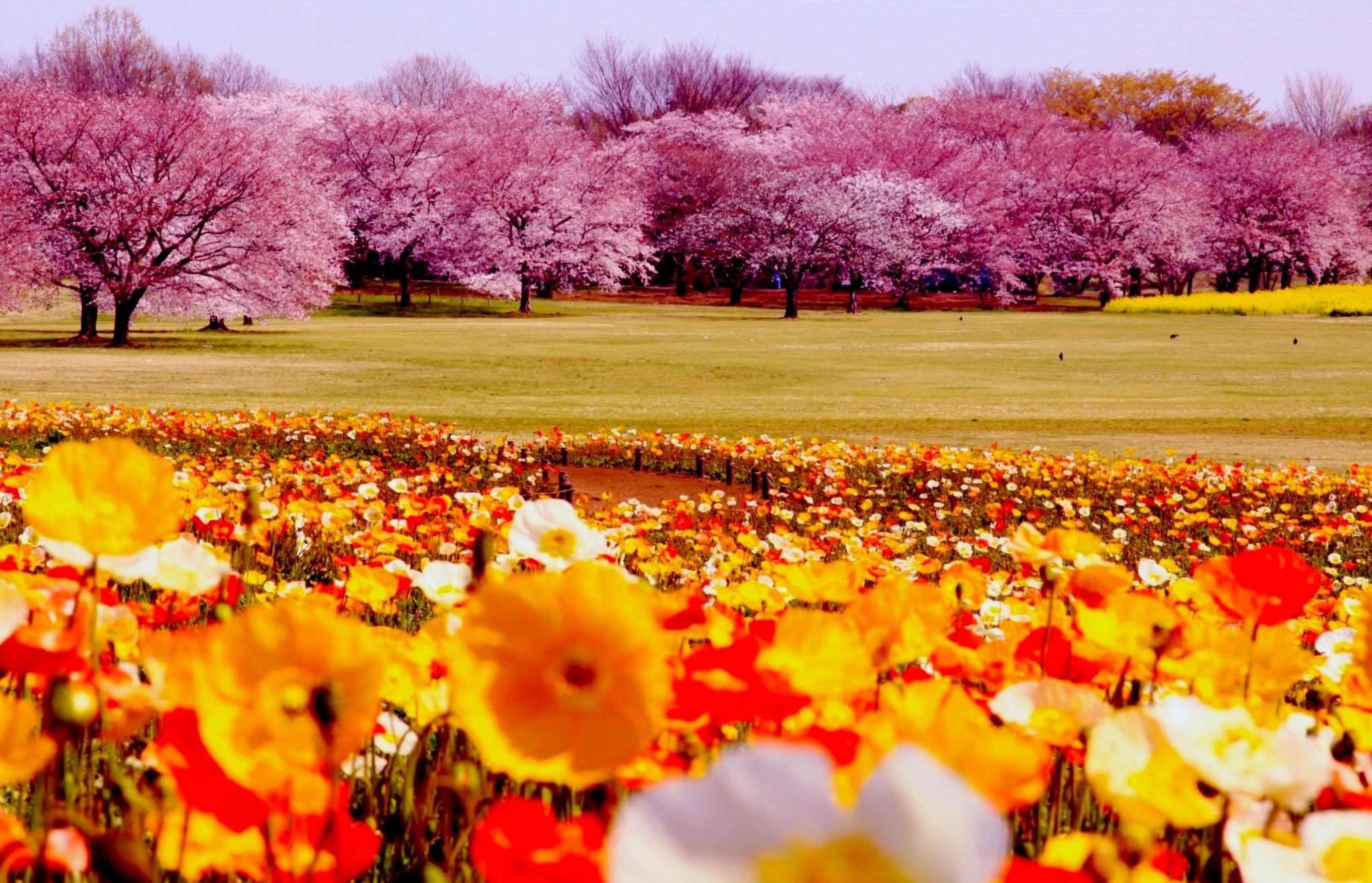 35 Spring Pictures And Wallpapers To Freshen You Up