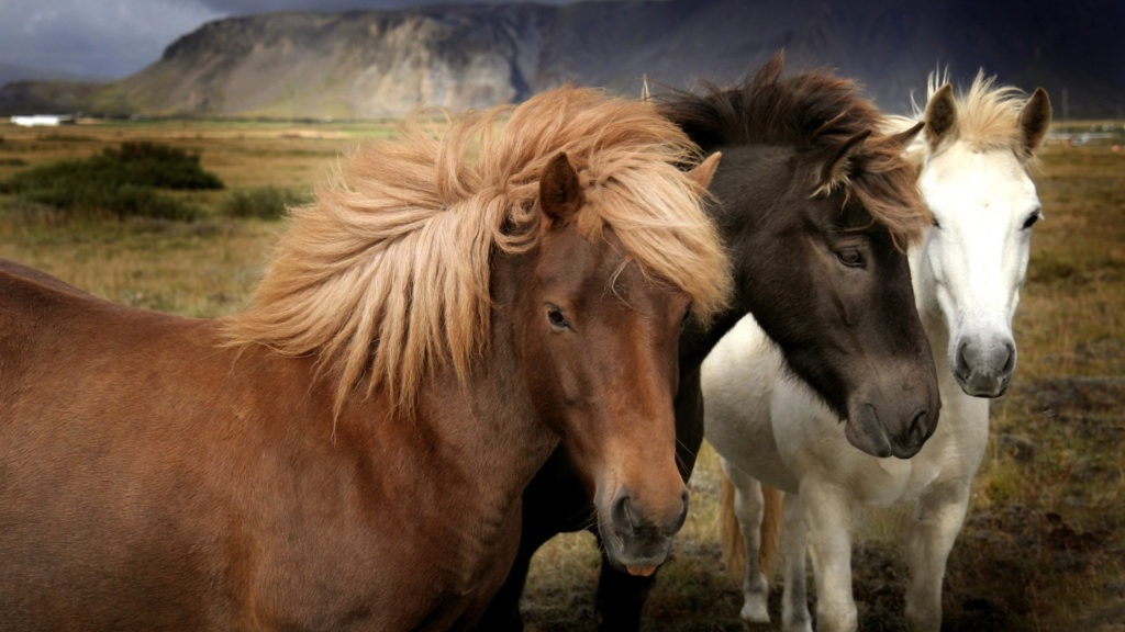 three beautiful horses