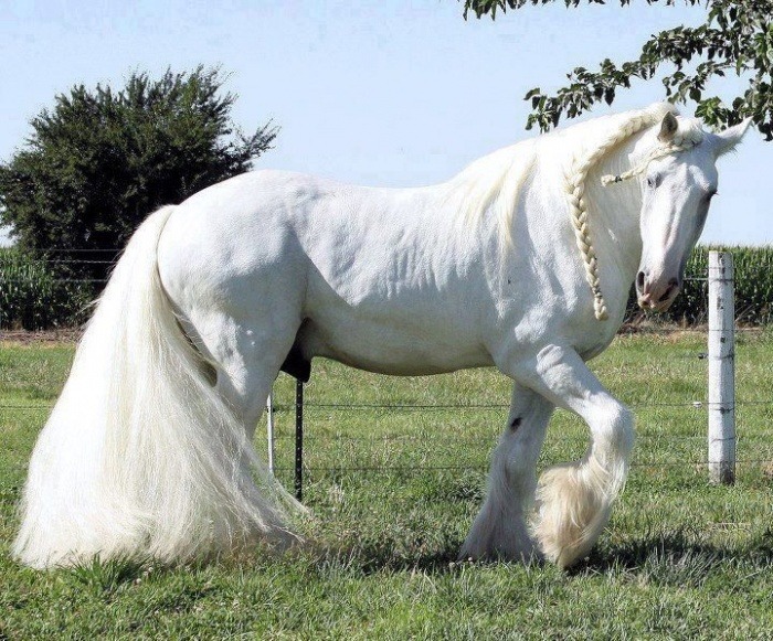 White Horse