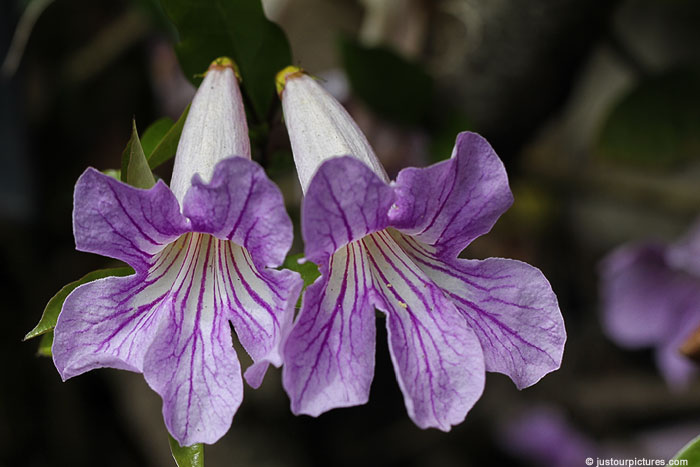 Argentine Trumpet Vine