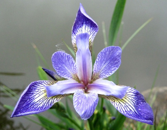 Bearded Iris