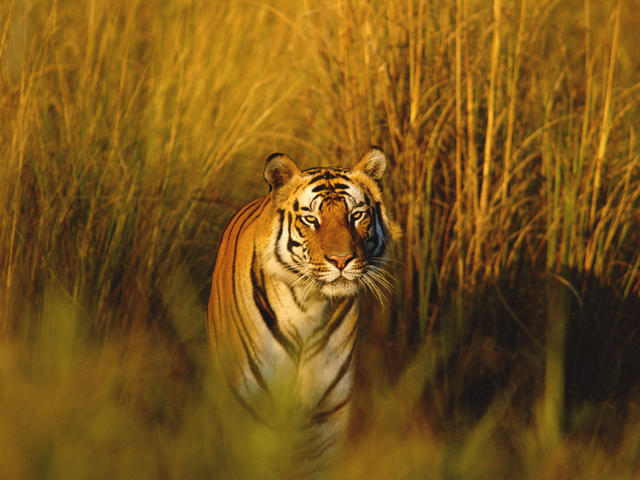 Bengal tiger portrait