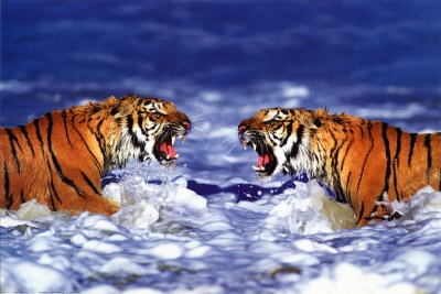 Bengal Tigers Roaring