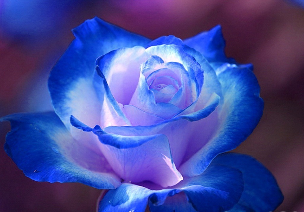 pictures of flowers Blue Rose