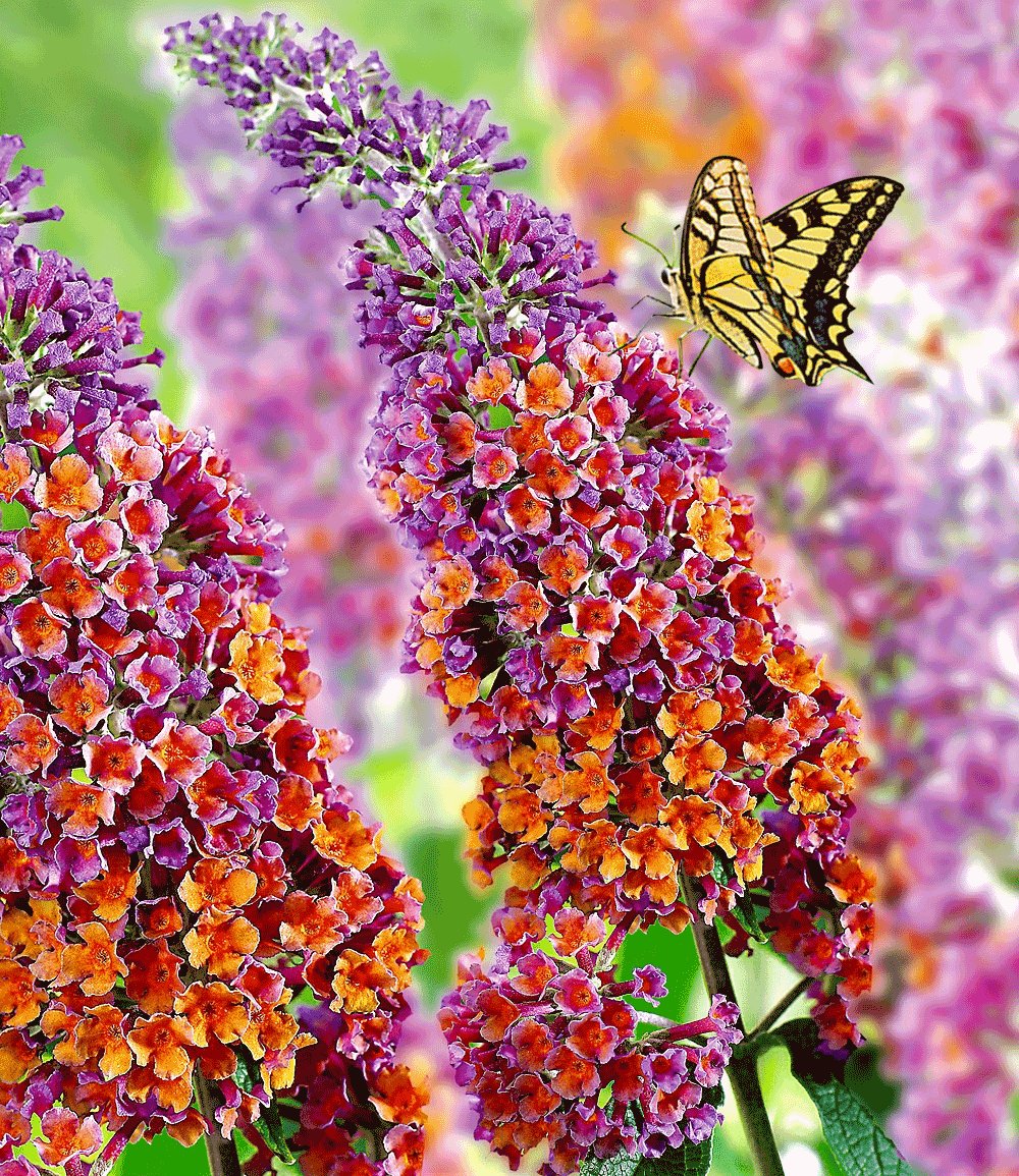 pictures of flowers Buddleia