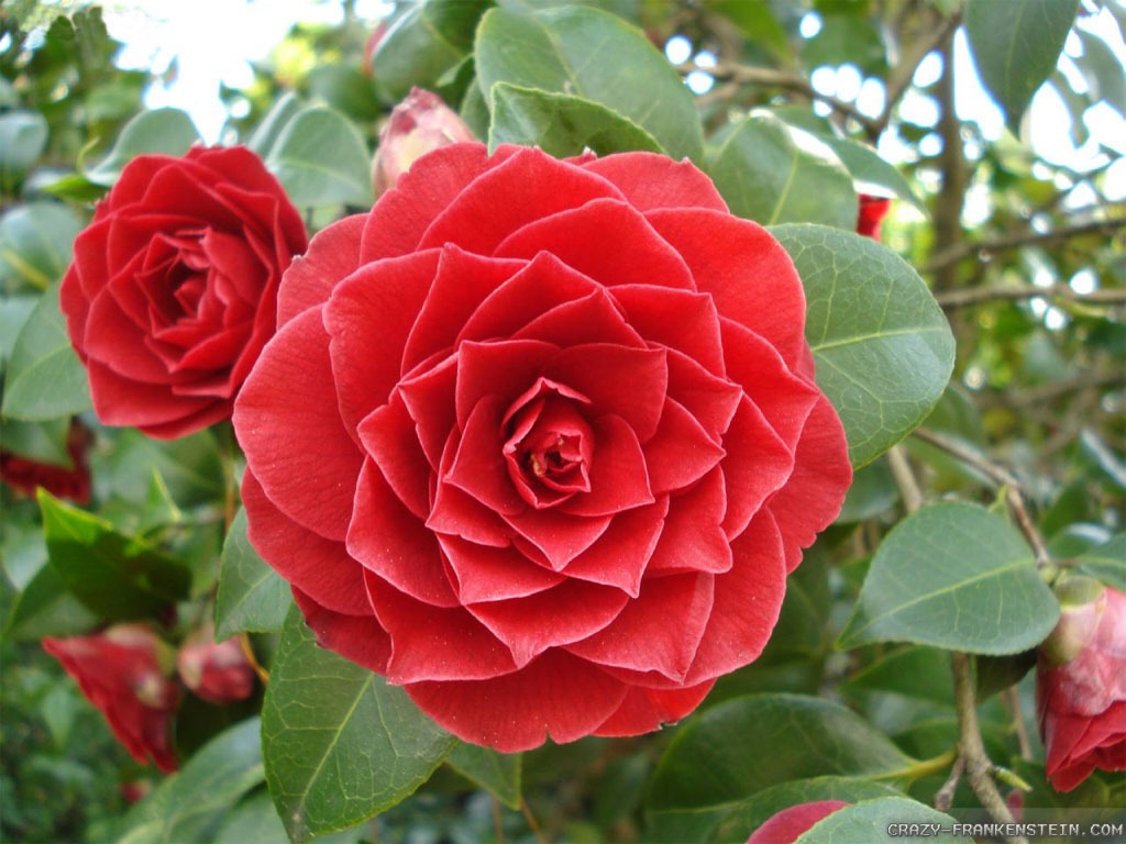 Camelia