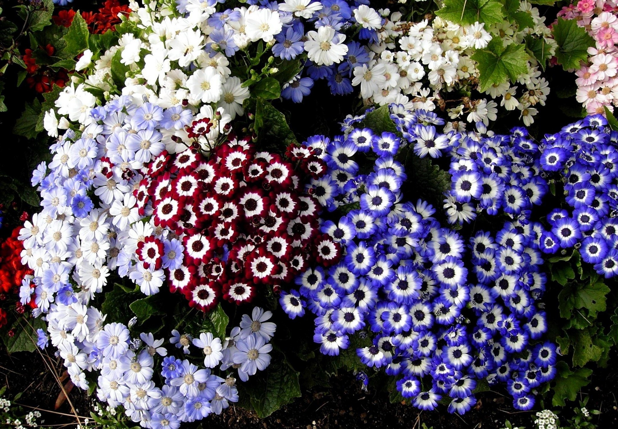 Cineraria