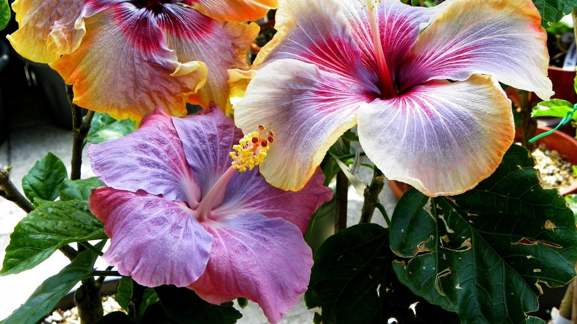 Hibiscus