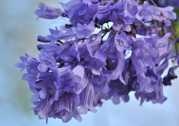 Jacaranda