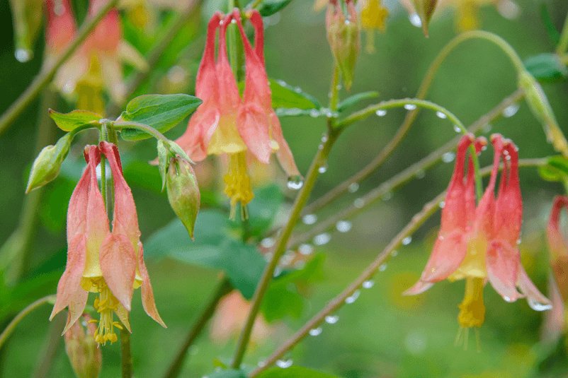 Native Columbine