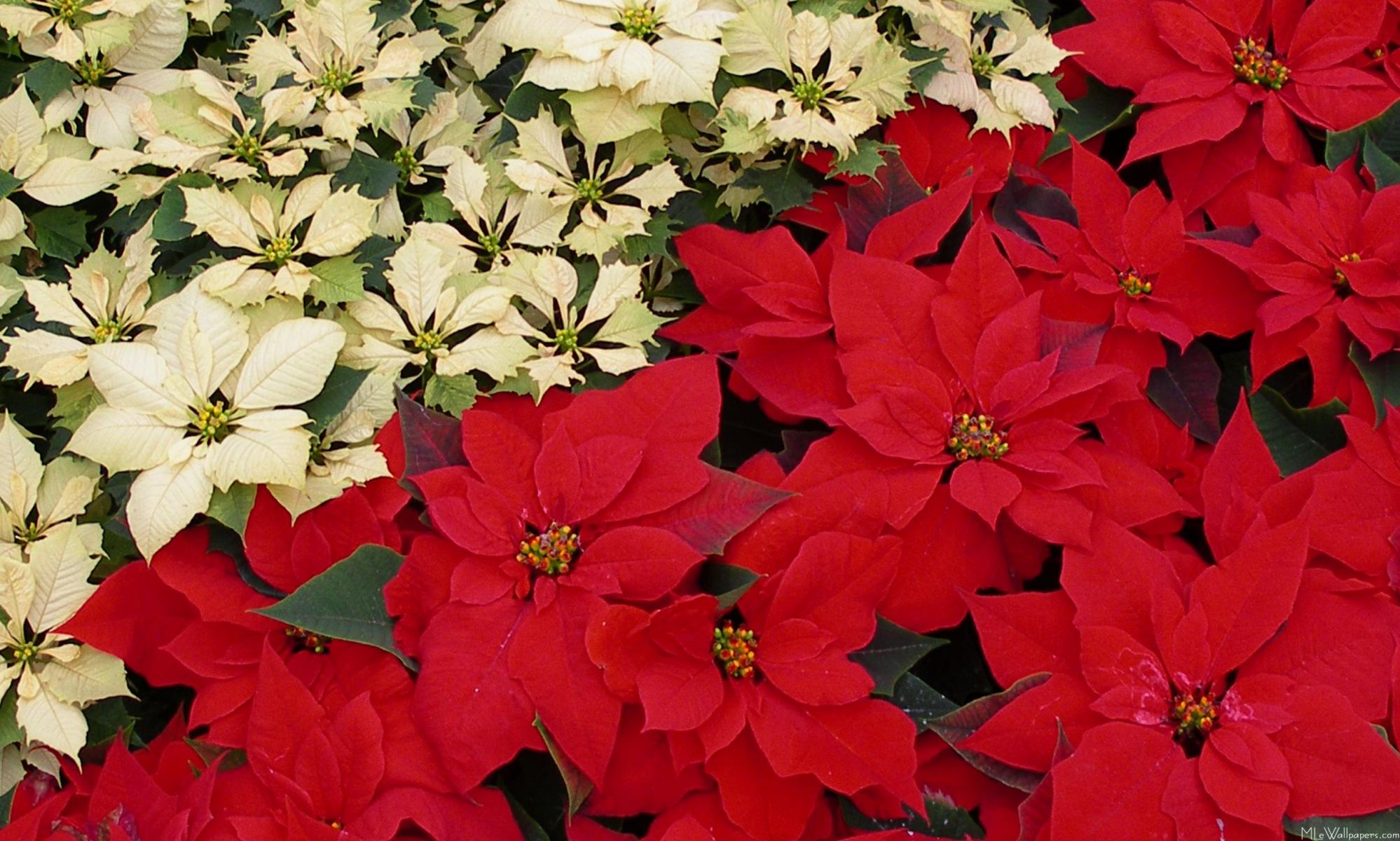 Poinsettia Pictures of flowers