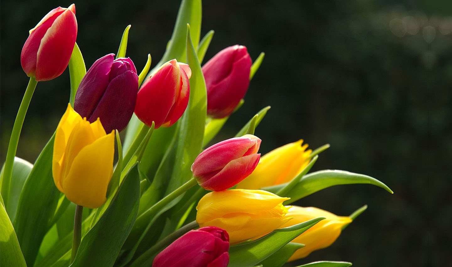 pictures of flowers Tulips