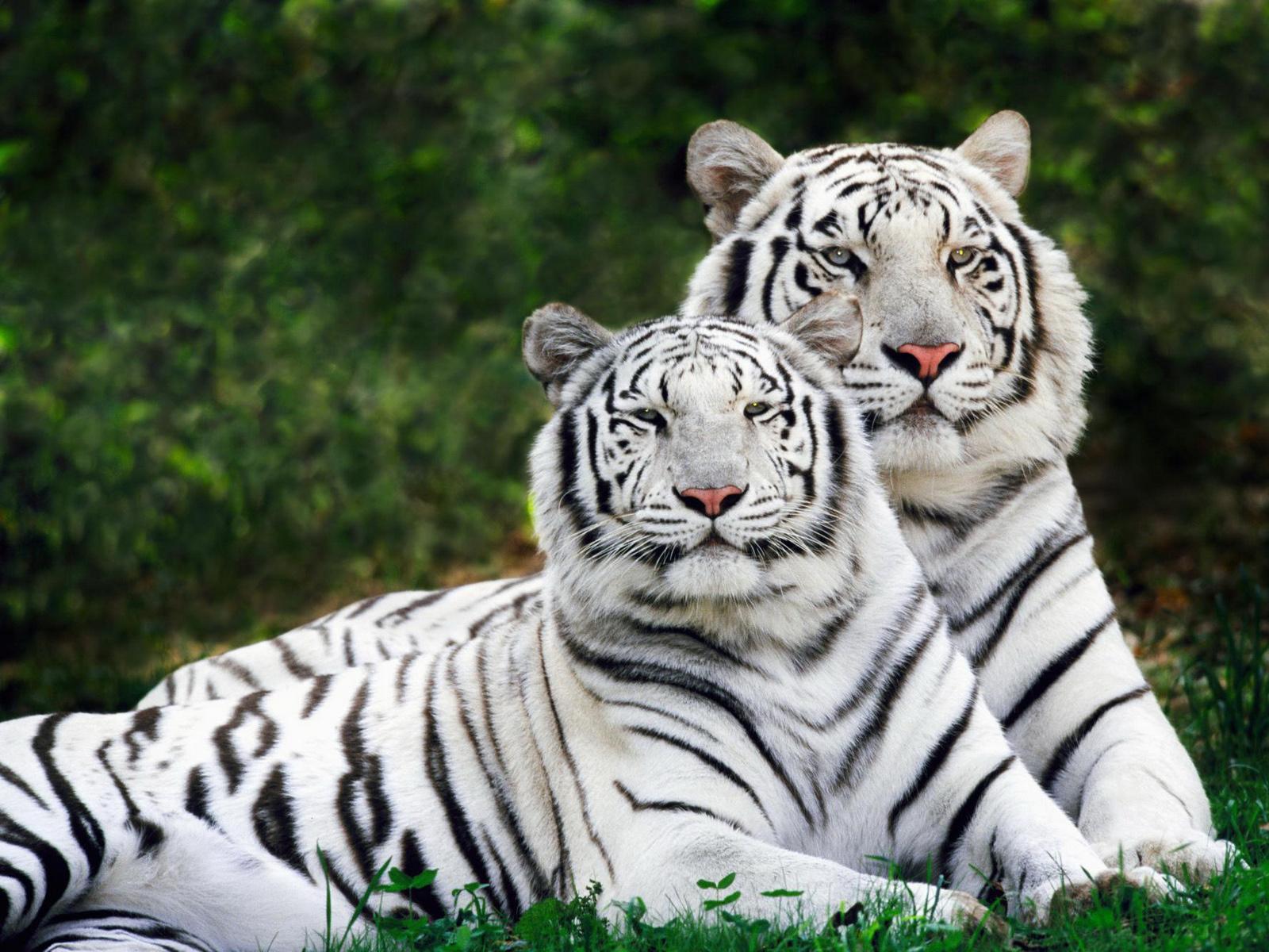 White Bengal Tigers pair