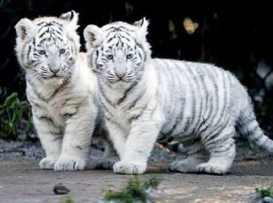 White tiger babies