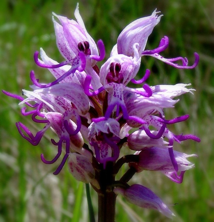 Wild Monkey orchid