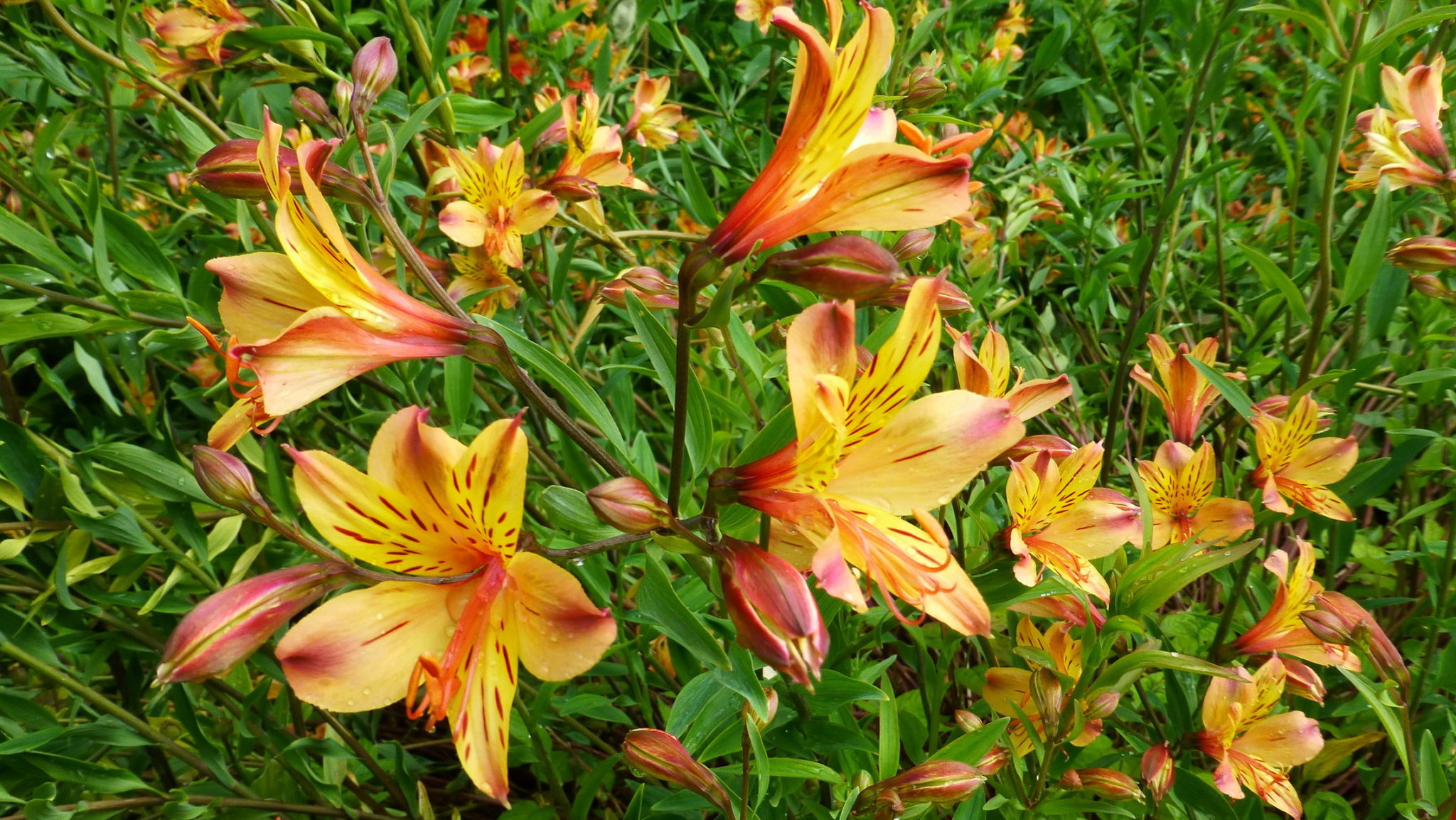 pictures of flowers alstroemeria