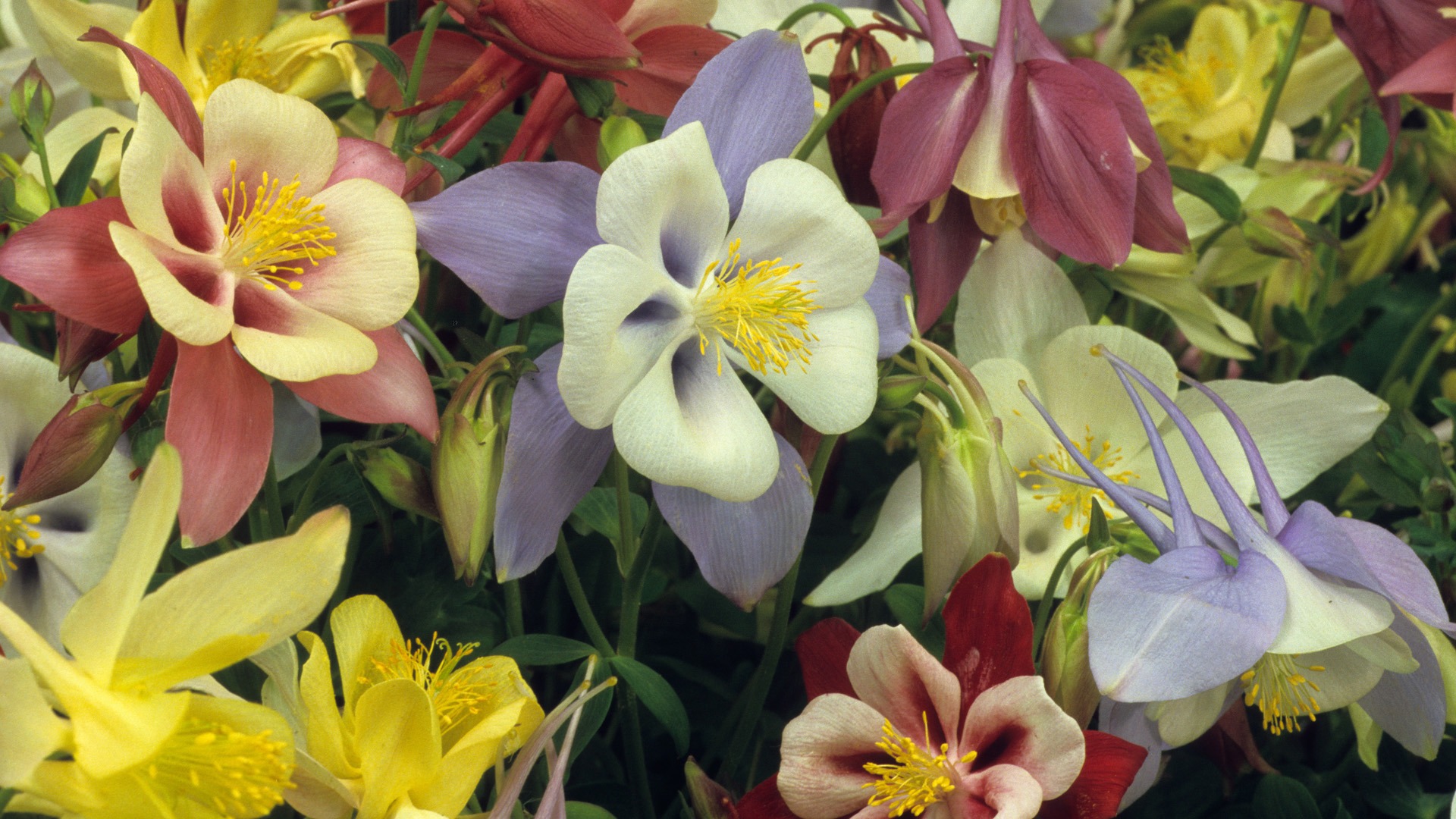 pictures of flowers Aquilegia Songbird 