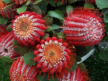 pictures of flowers banksia