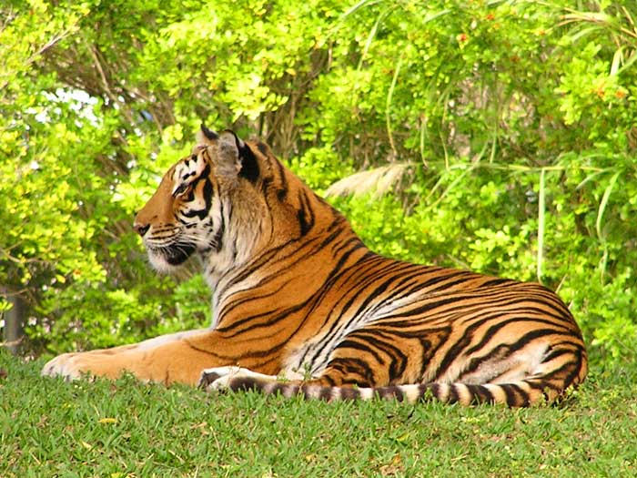 beautiful tiger of bengal 