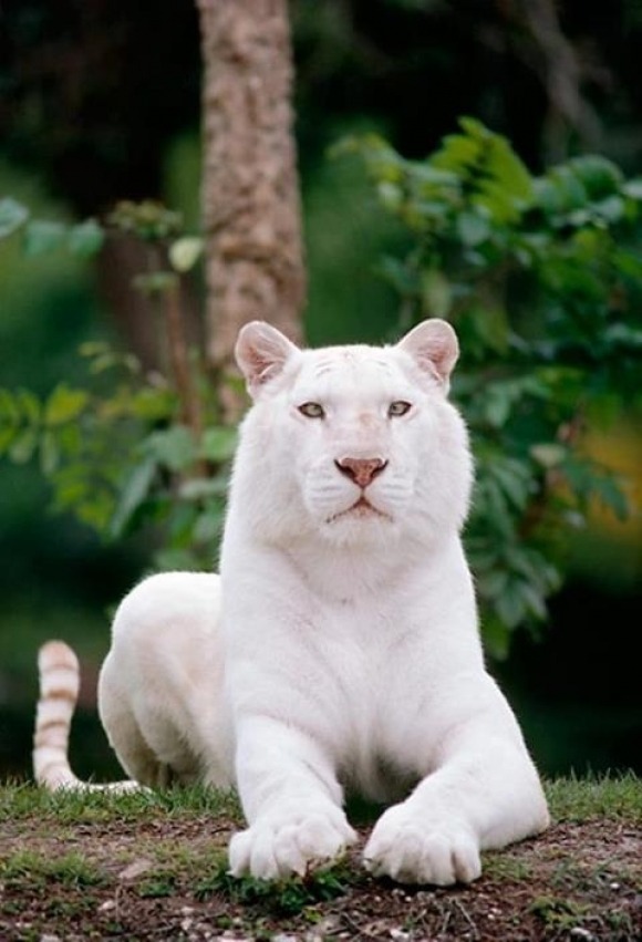 White Bengal Tiger Desktop Wallpaper