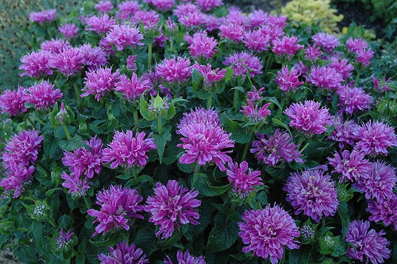 pictures of flowers bee balm