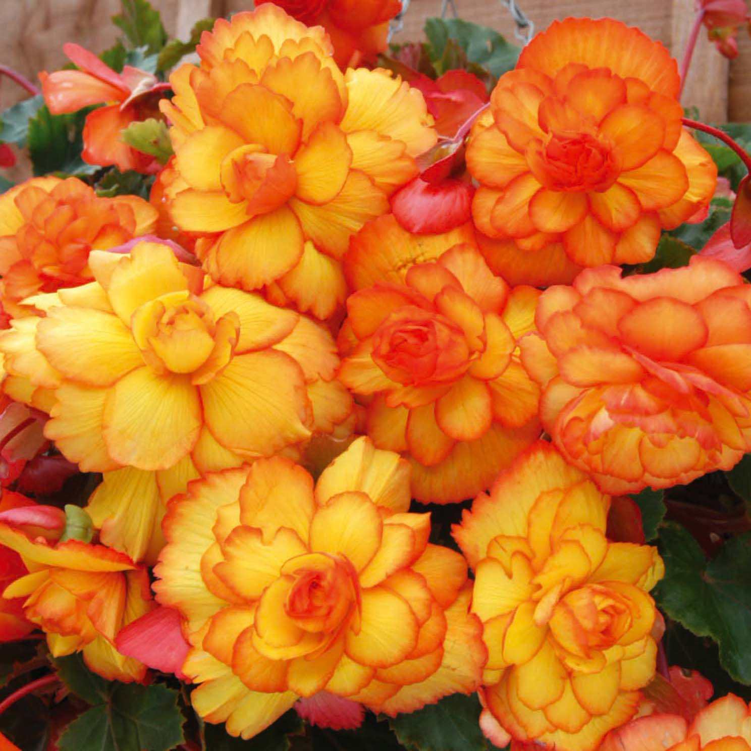 pictures of flowers begonia