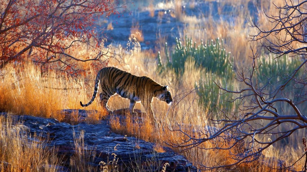 bengal-tiger trail