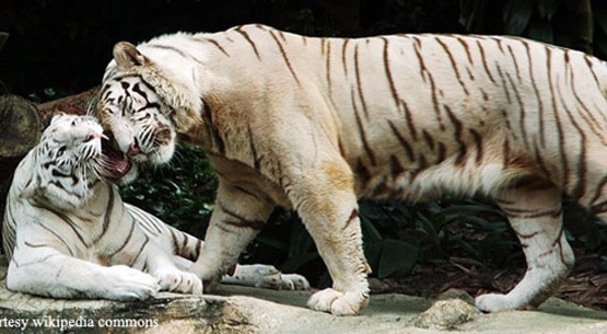 bengal_tiger