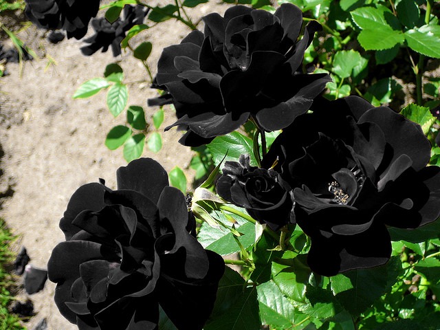 pictures of flowers black rose