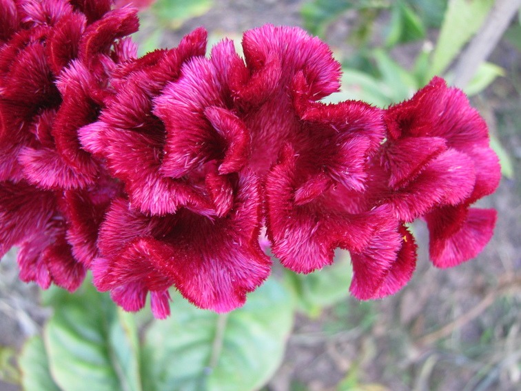 Celosia