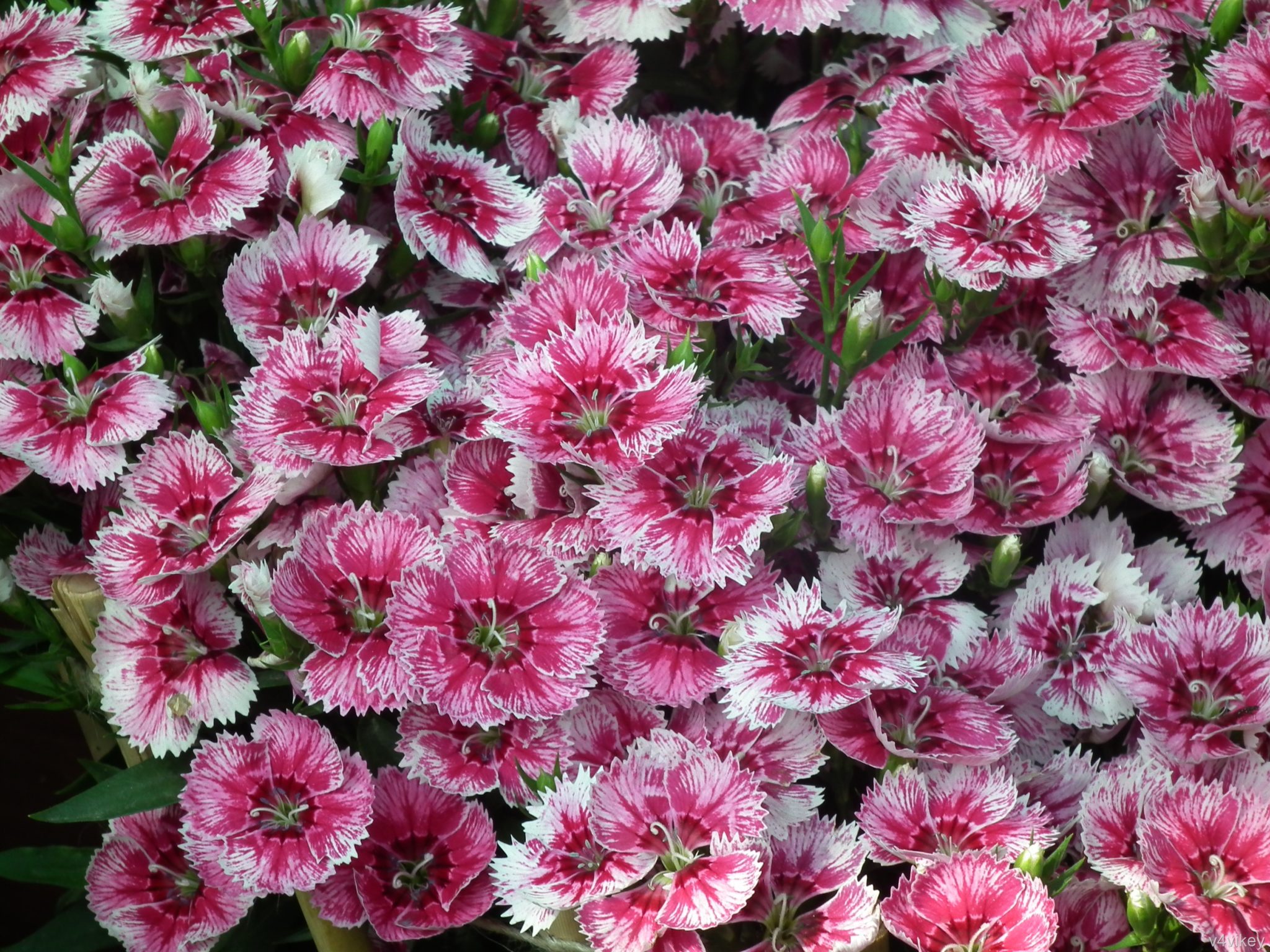 dianthus barbatus