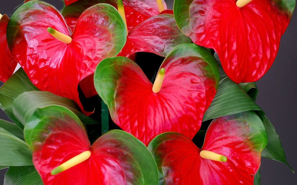 flamingo flower