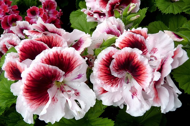 geranium