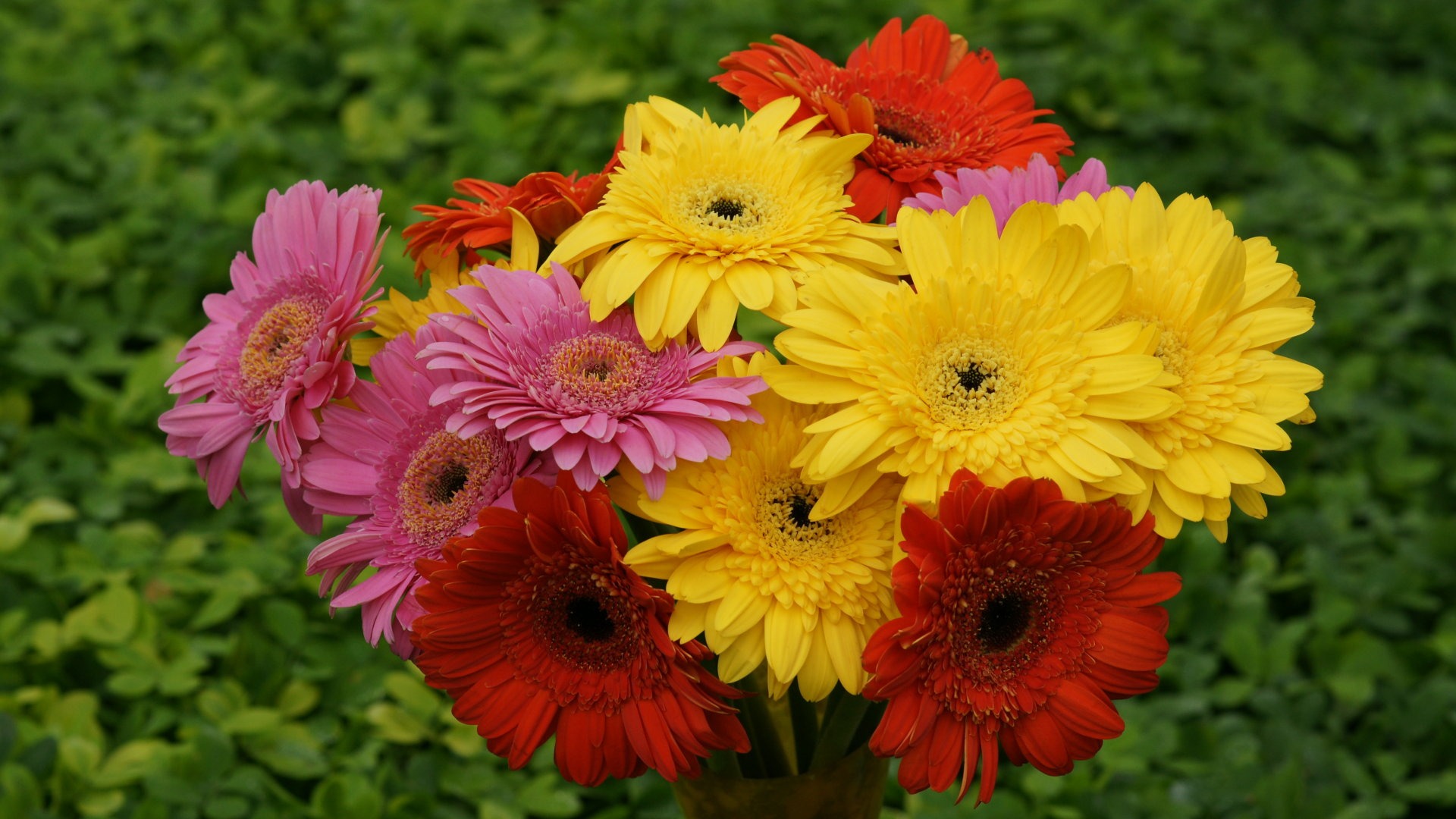 Gerbera Tropical flowers