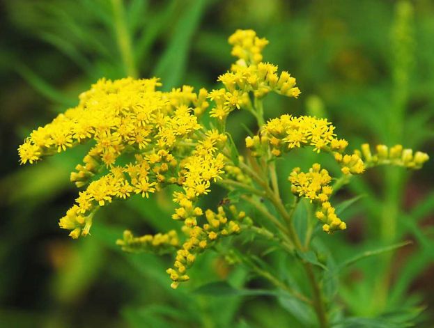 golden rod