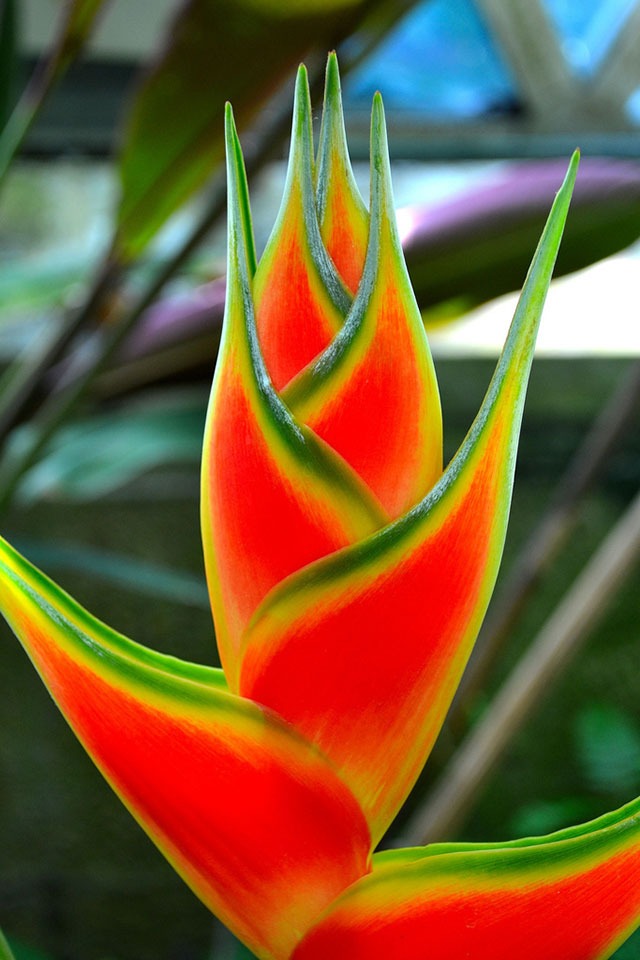 heliconia