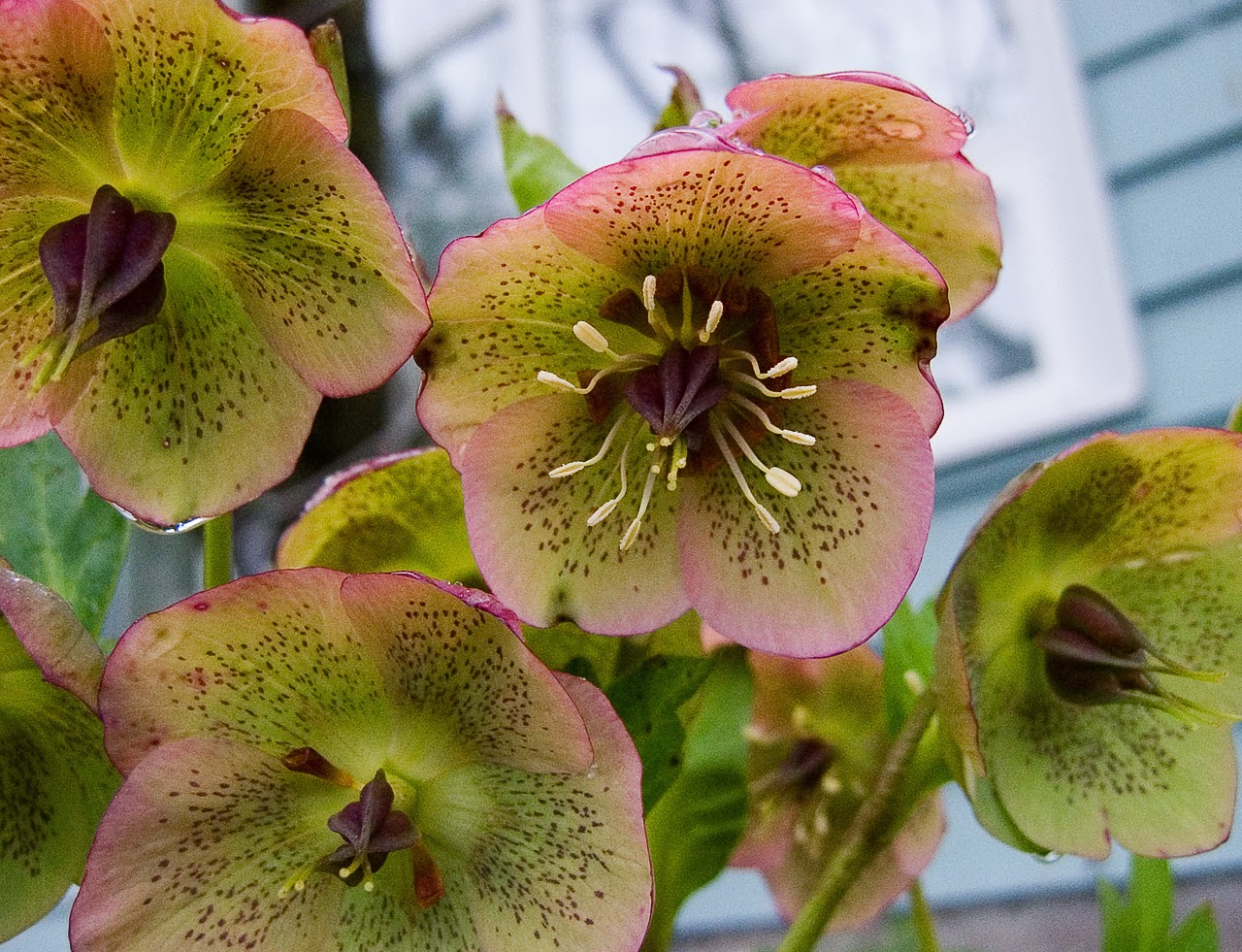 hellebore