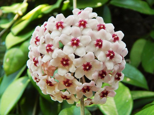 hoya carnosa