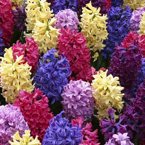 hyacinth